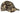 front_desert_camo