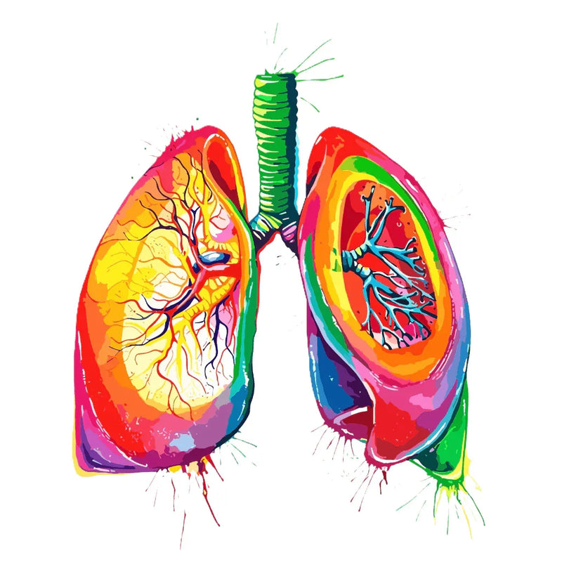 Watercolor Lungs - Clear Sticker